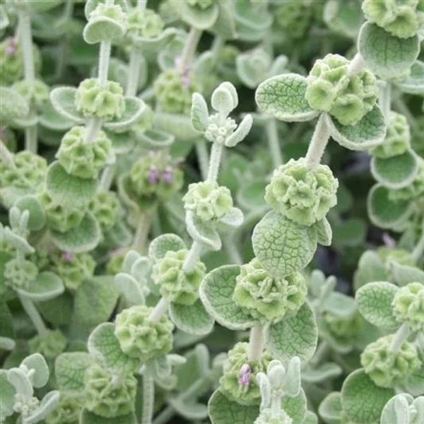 Ballota pseudodictamus – Peszterce