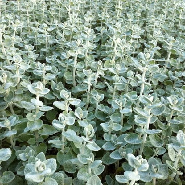 Ballota pseudodictamus – Peszterce