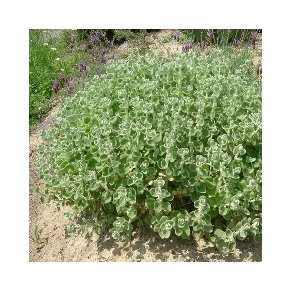 Ballota pseudodictamus – Peszterce