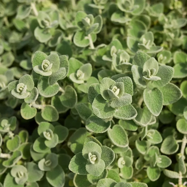Ballota pseudodictamus – Peszterce