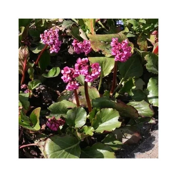Bergenia 'Abendglut' – Bőrlevél