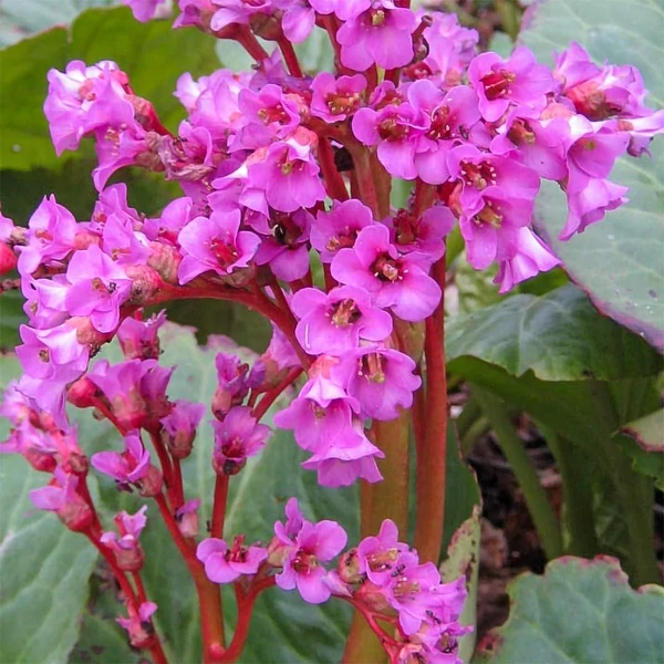 Bergenia 'Abendglut' – Bőrlevél