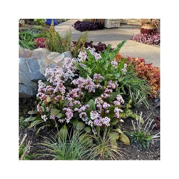 Bergenia Dragonfly 'Angel Kiss' - Bőrlevél