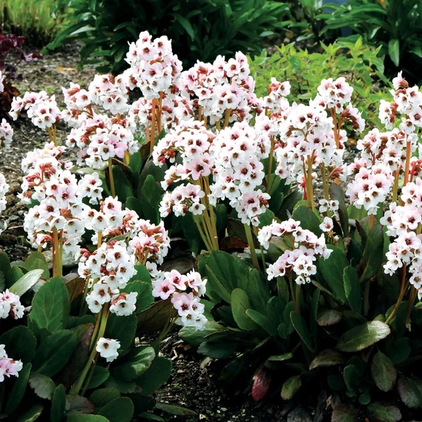 Bergenia Dragonfly 'Angel Kiss' - Bőrlevél