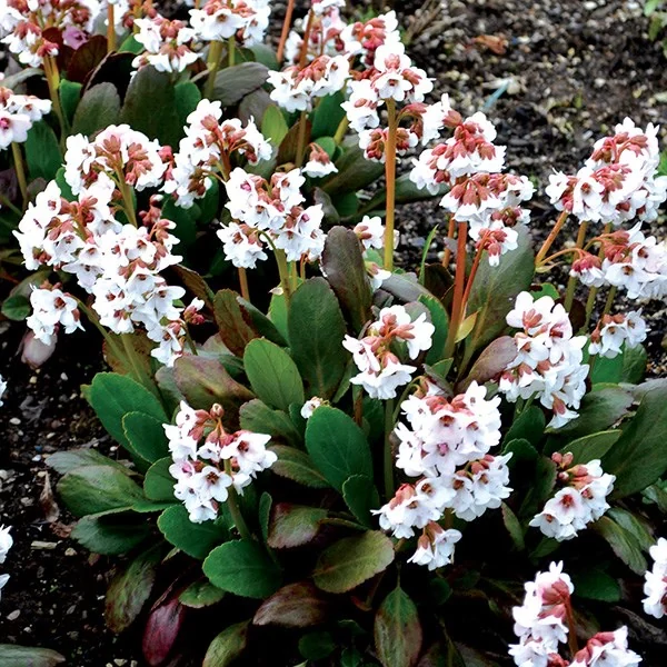 Bergenia Dragonfly 'Angel Kiss' - Bőrlevél