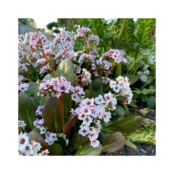 Bergenia Dragonfly 'Angel Kiss' - Bőrlevél