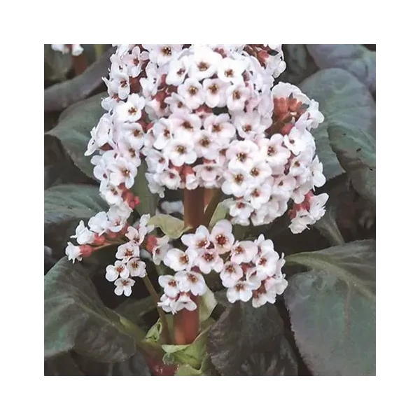 Bergenia 'Bach' – Bőrlevél