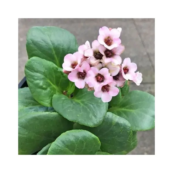 Bergenia 'Bach' – Bőrlevél