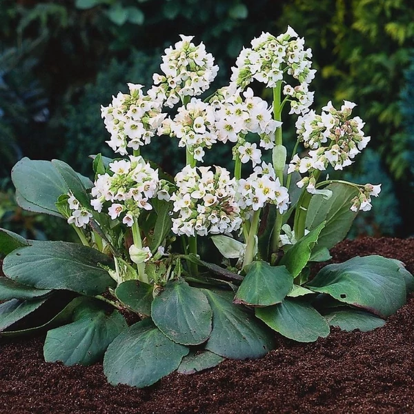 Bergenia 'Bressingham White' - Hófehér bőrlevél
