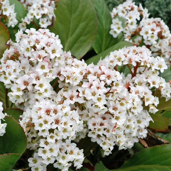 Bergenia 'Bressingham White' - Hófehér bőrlevél