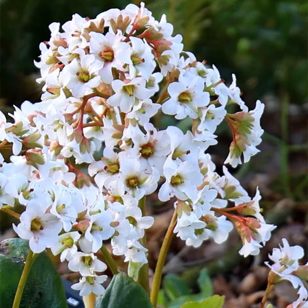 Bergenia 'Bressingham White' - Hófehér bőrlevél