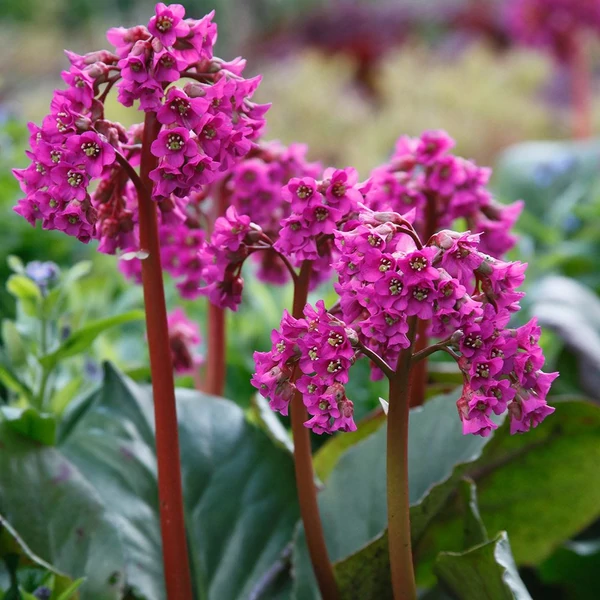 Bergenia cordifolia 'Purpurea' – Bőrlevél