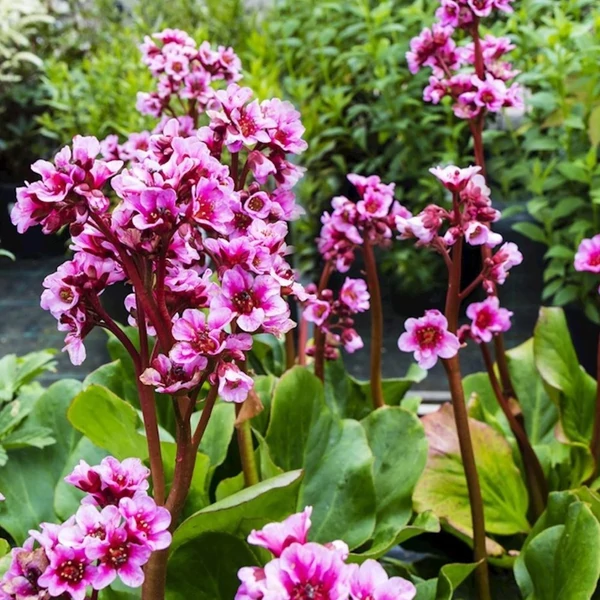 Bergenia cordifolia 'Purpurea' – Bőrlevél