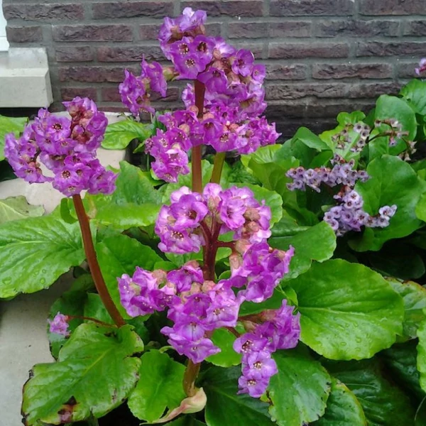 Bergenia cordifolia 'Purpurea' – Bőrlevél