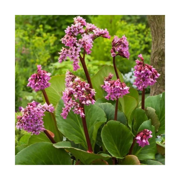 Bergenia cordifolia 'Purpurea' – Bőrlevél