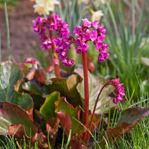 Bergenia cordifolia 'Winterglut' (syn.: 'Winter Glow', 'Vinterglöd') – Bőrlevél