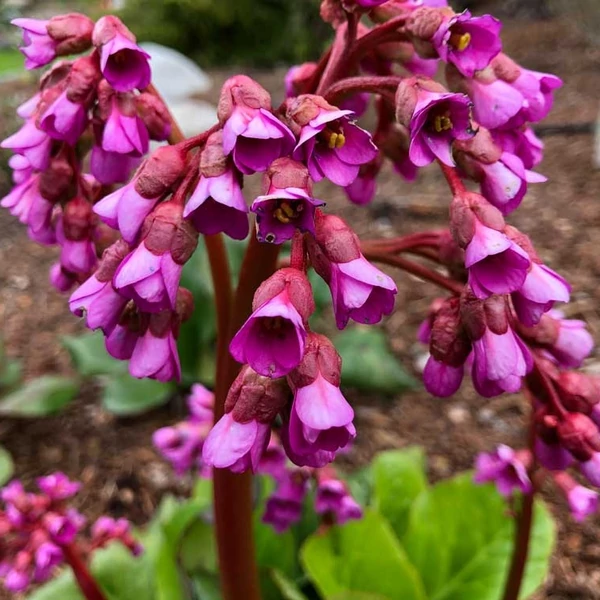 Bergenia cordifolia 'Winterglut' (syn.: 'Winter Glow', 'Vinterglöd') – Bőrlevél
