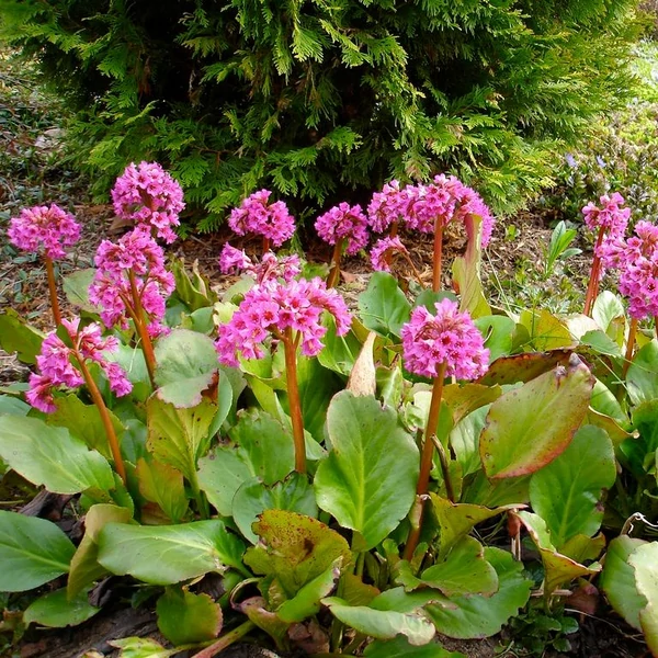 Bergenia cordifolia 'Winterglut' (syn.: 'Winter Glow', 'Vinterglöd') – Bőrlevél
