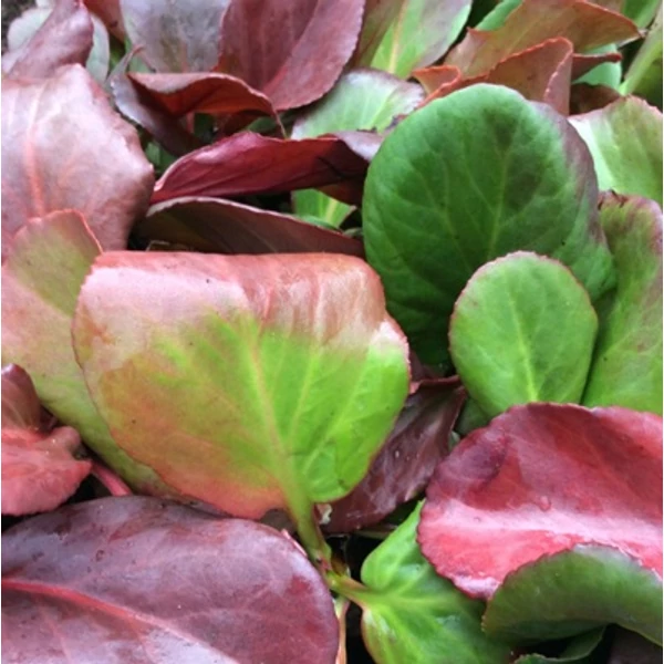 Bergenia cordifolia 'Winterglut' (syn.: 'Winter Glow', 'Vinterglöd') – Bőrlevél
