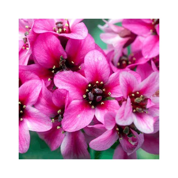 Bergenia 'Dragonfly Sakura' - Bőrlevél