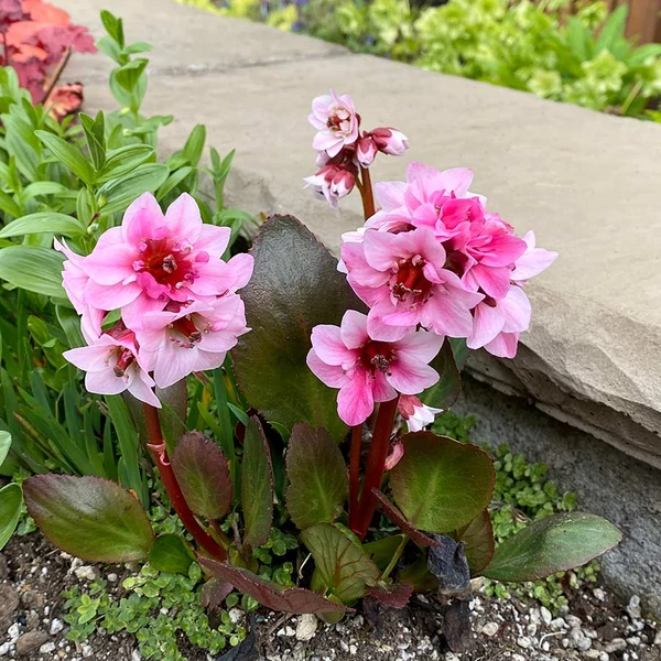 Bergenia 'Dragonfly Sakura' - Bőrlevél