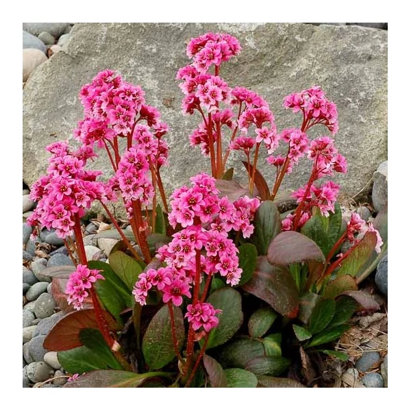 Bergenia 'Dragonfly Sakura' - Bőrlevél