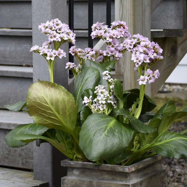 Bergenia 'Fairytale Romance' – Bőrlevél
