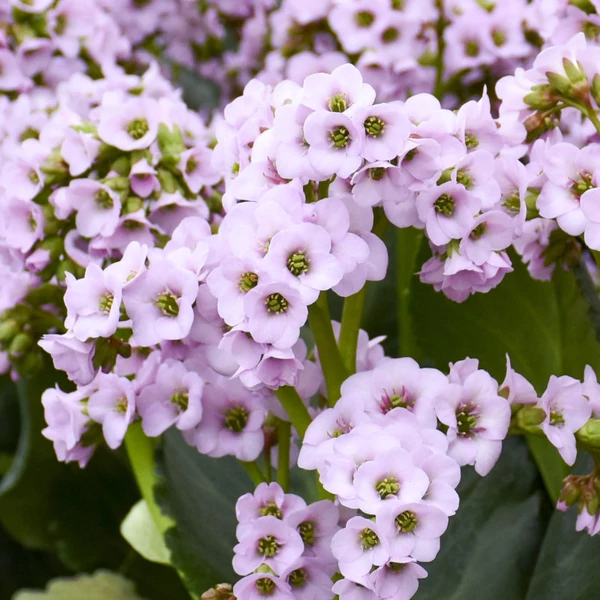 Bergenia 'Fairytale Romance' – Bőrlevél