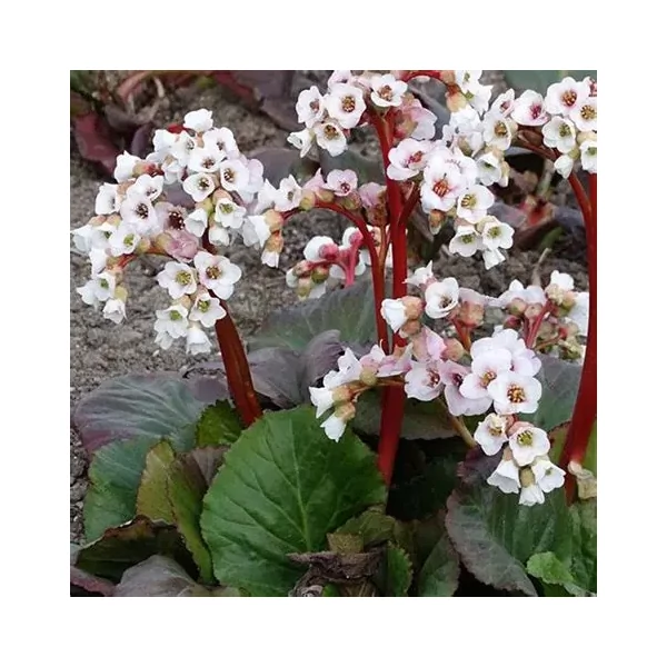 Bergenia 'Jelle' – Bőrlevél