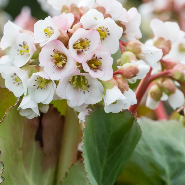 Bergenia 'Jelle' – Bőrlevél
