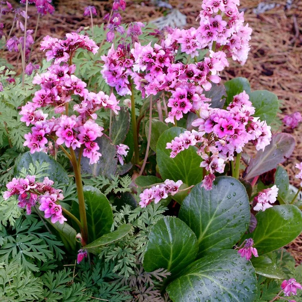 Bergenia 'Pink Dragonfly' – Bőrlevél