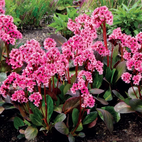 Bergenia 'Pink Dragonfly' – Bőrlevél