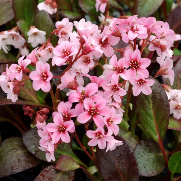 Bergenia 'Pink Dragonfly' – Bőrlevél