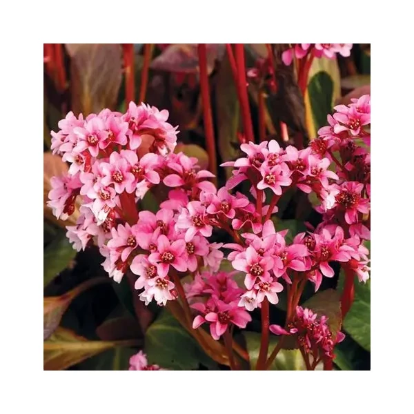 Bergenia 'Pink Dragonfly' – Bőrlevél