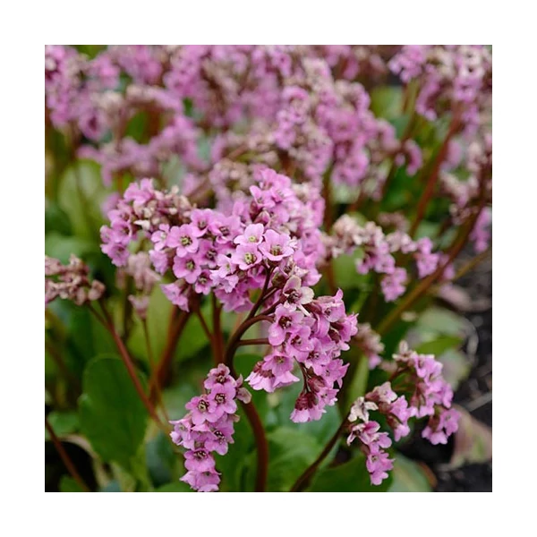 Bergenia 'Rosi Klose' – Bőrlevél