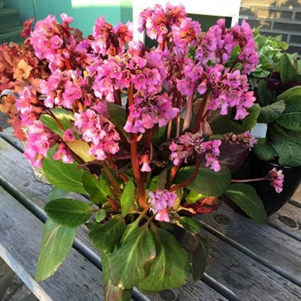 Bergenia 'Rosi Klose' – Bőrlevél