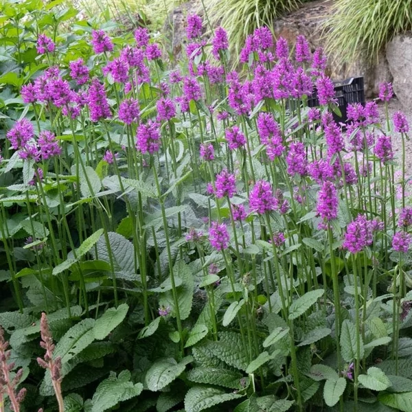 Betonica hirsuta 'Hummelo' (syn.: Stachys monieri) - Nagyvirágú tisztesfű