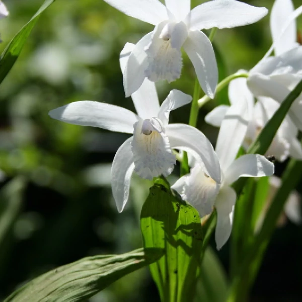 Bletilla striata 'Alba' – Japán orchidea