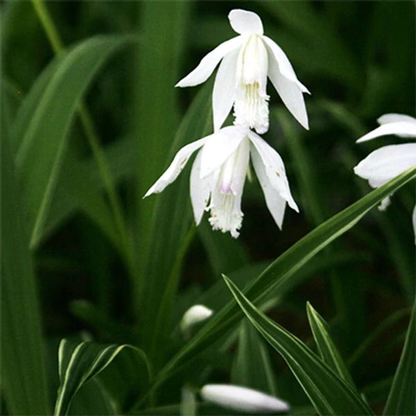Bletilla striata 'Alba Variegata' – Japán orchidea