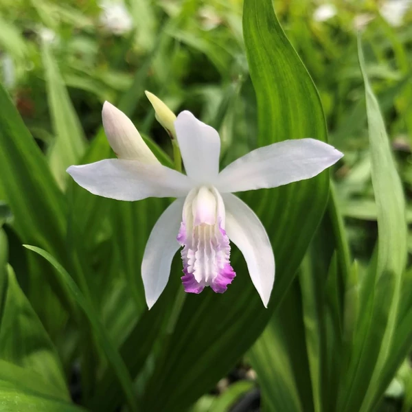 Bletilla striata 'Kuchibeni' – Japán orchidea