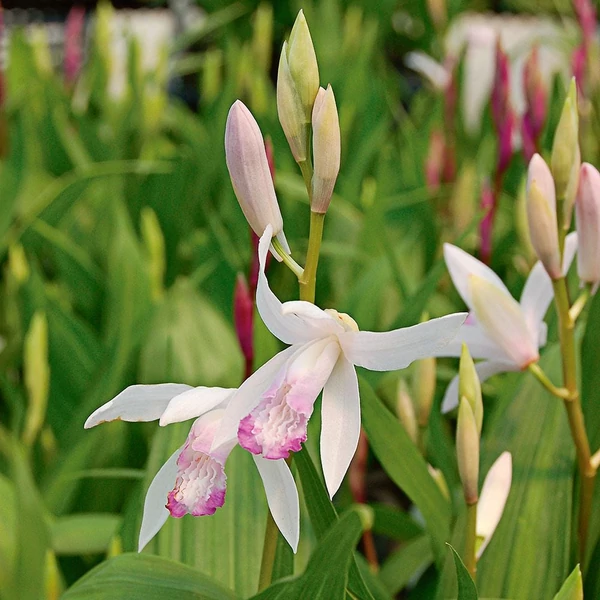 Bletilla striata 'Kuchibeni' – Japán orchidea