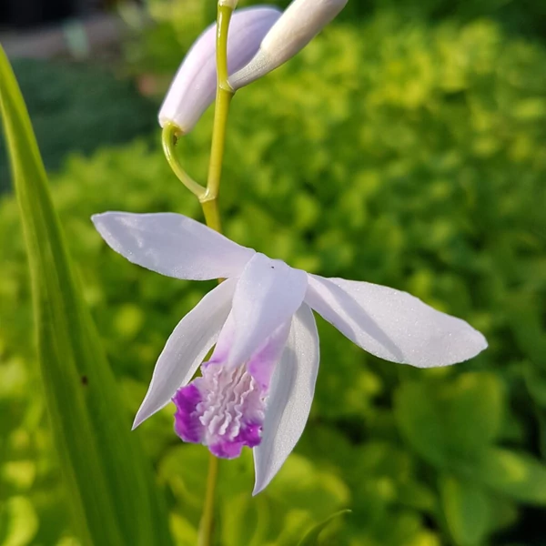 Bletilla striata 'Kuchibeni' – Japán orchidea