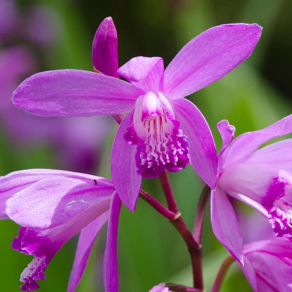 Bletilla striata 'Marcel Klapdrop' – Japán orchidea