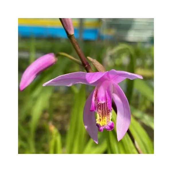 Bletilla striata penway 'Dragon' – Japán orchidea