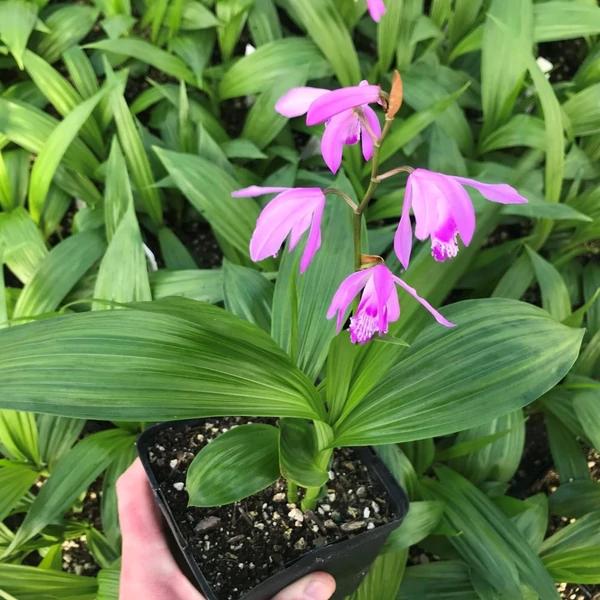 Bletilla striata 'Shi-ran' – Japán orchidea
