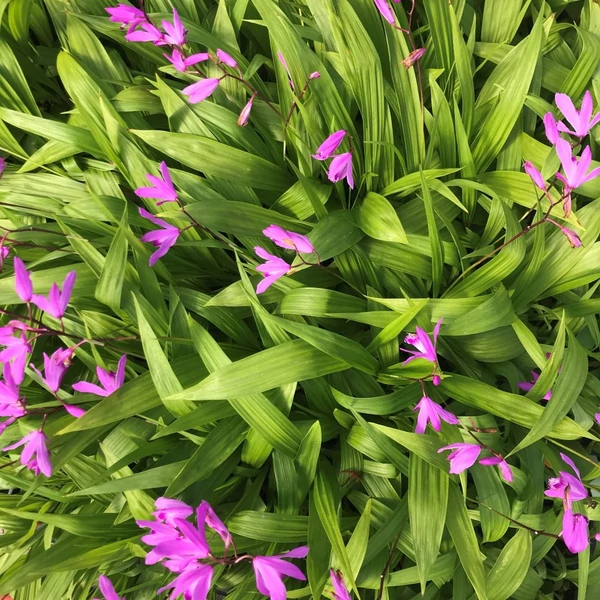 Bletilla striata 'Shi-ran' – Japán orchidea