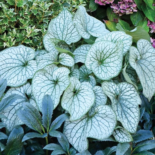 Brunnera macrophylla 'Alexander's Great' – Kaukázusi nefelejcs