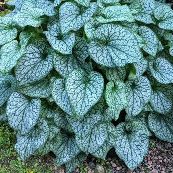 Brunnera macrophylla 'Alexander's Great' – Kaukázusi nefelejcs