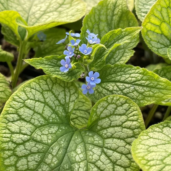 Brunnera macrophylla 'Alexander's Great' – Kaukázusi nefelejcs