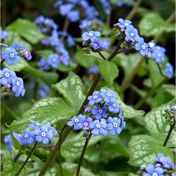 Brunnera macrophylla 'Alexander's Great' – Kaukázusi nefelejcs